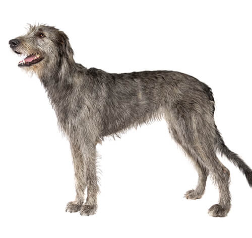 Irish wolfhound big dog breed outlet